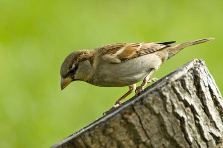 moineau domestique+damien rossignol