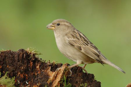 moineau domestique+damien rossignol
