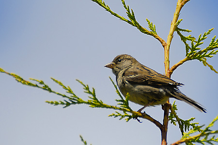moineau domestique+damien rossignol